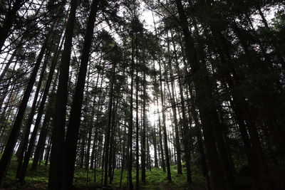 Low angle view of bamboo trees in forest