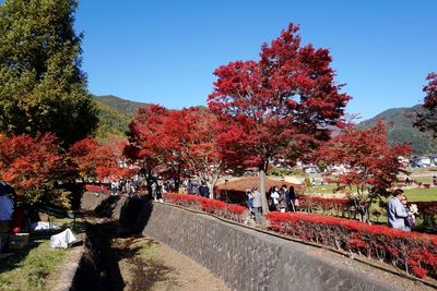 Autumn trees against sky