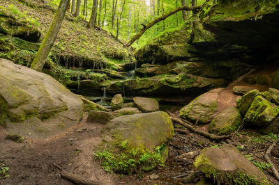 Moss growing on rocks in forest