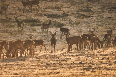 Deer in a field