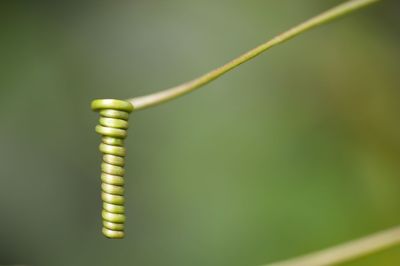 Close-up of tendril