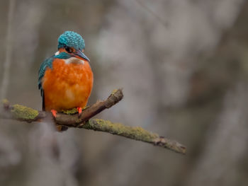Close-up of bird perching on branch
