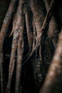 Close-up of tree trunk in forest