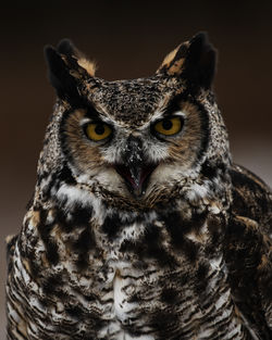 owl