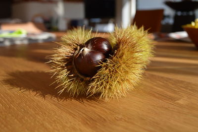 Close-up of honey bee on table