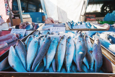 Box full of freshly caught mackerel fish. early winter morning on marsaxlokk market, malta.