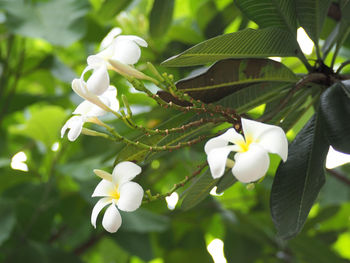 Close-up of white flowers blooming on tree