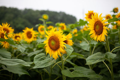 Close-up of sunflower on field