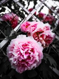 Close-up of pink flowering plant