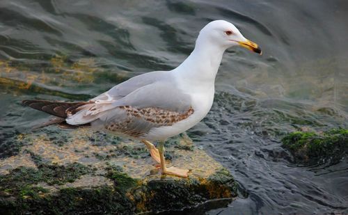 Close-up of seagull perching on lakeshore
