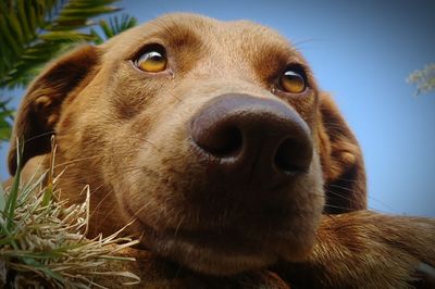 Close-up portrait of dog