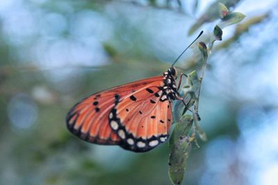 Close-up of butterfly pollinating flower