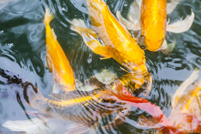 Close-up of koi fish in water