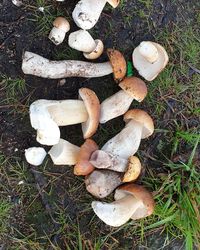 High angle view of mushrooms on field