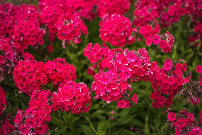 Close-up of pink flowering plants