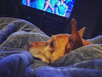 Close-up of a dog resting on bed at home