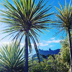 Palm trees against sky