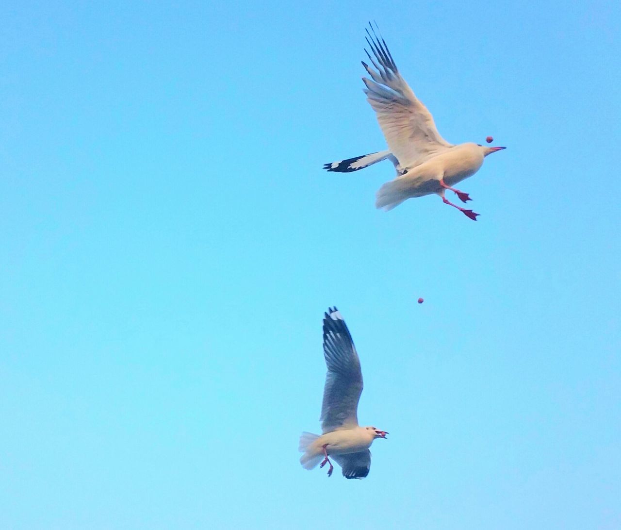 bird, flying, animal themes, spread wings, animals in the wild, low angle view, wildlife, blue, clear sky, mid-air, seagull, one animal, motion, copy space, full length, freedom, zoology, flight, vertebrate, on the move