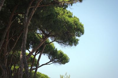 Low angle view of trees against clear sky