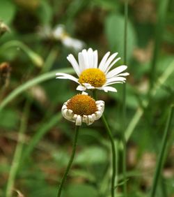 Close-up of white daisy flower