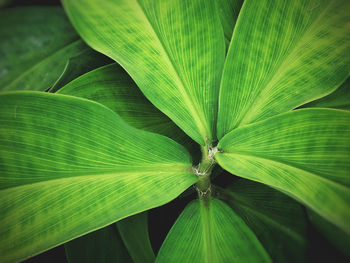 Full frame shot of green leaves