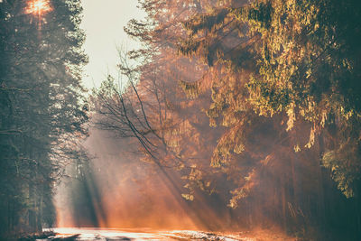 Sunlight streaming through trees in forest during sunset