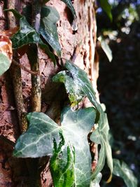 Close-up of plant