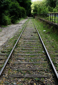 Surface level of railway tracks along trees