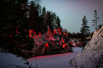 Trees and plants in forest during winter