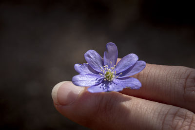 Close-up of hand holding purple flower