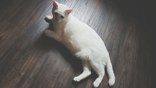 Cat resting on floor