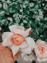 Close-up of hand holding rose flower