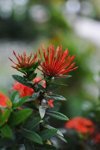 Close-up of red flowering plant