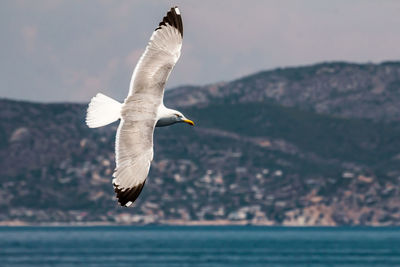 European herring gull, seagull, larus argentatus flying in the summer along the shores of aegean sea