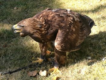 Close-up of hen on field