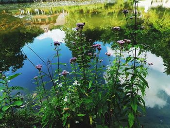 Scenic view of lake and plants