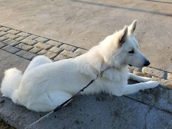 High angle view of dog lying on footpath