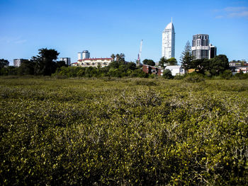 View of field and buildings against sky