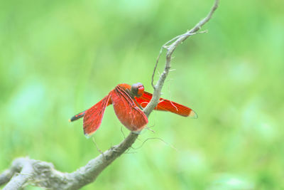 Close-up of a bird perching on branch