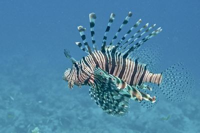 Close-up of fish swimming in sea