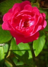 Close-up of pink flowers