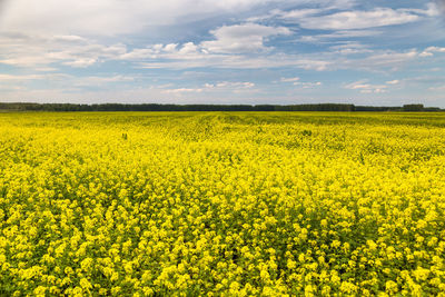 Scenic view of oilseed rape field