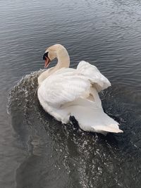 Swan floating on lake