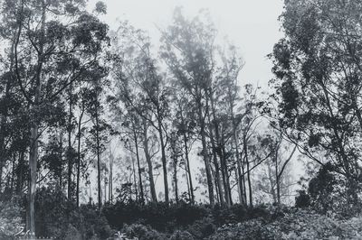 Low angle view of trees