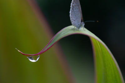 close-up