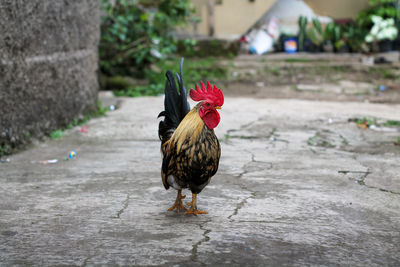 A chicken is walking