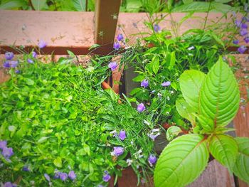 High angle view of purple flowering plants in yard