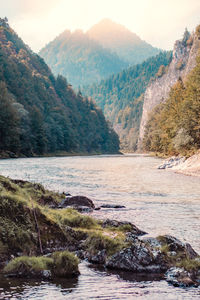 Scenic view of river flowing in forest