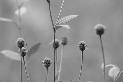 Close-up of wilted flowering plant against sky