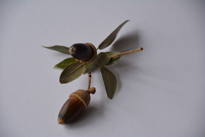 Close-up of acorns on white background